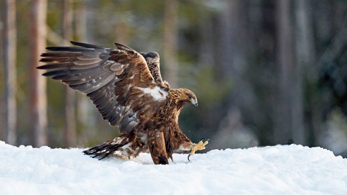 Golden Eagle Animals Faster than Cheetah