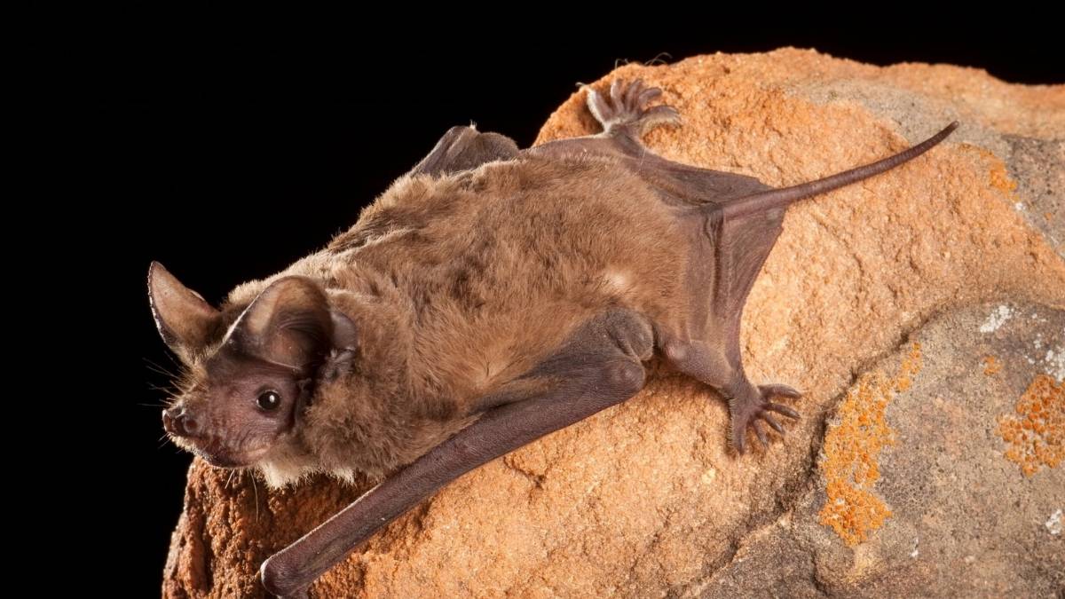 Mexican Free-tailed Bat Animals Faster than Cheetah