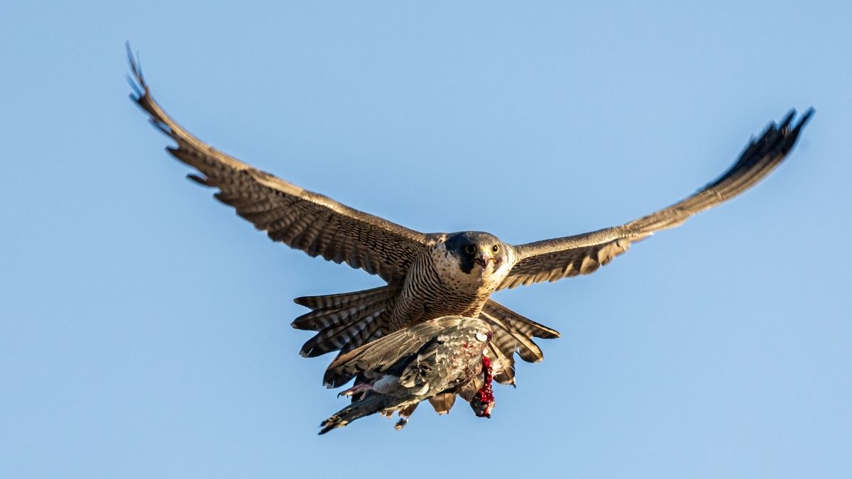 Peregrine Falcon Animals Faster than Cheetah (1)