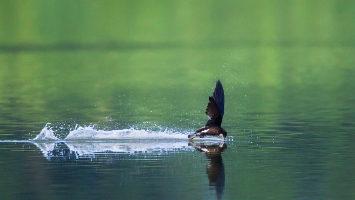 White-throated Needletail Animals Faster than Cheetah