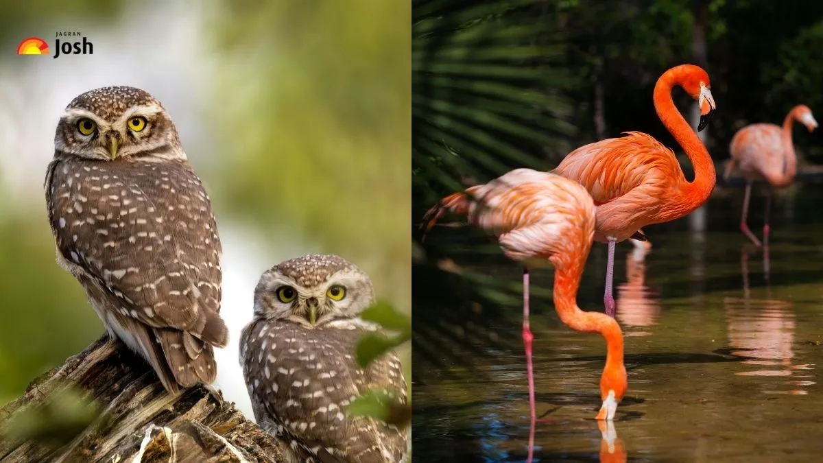 Animal Group Names: 10 Weird Collective Nouns for Animals Explained