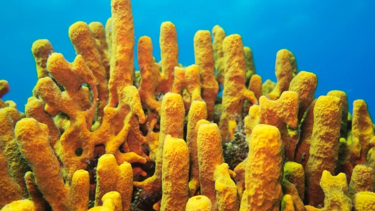 World's Oldest Living Sponge: Scientists Discover 2,300-Year-Old Giant Caribbean Sea Sponge