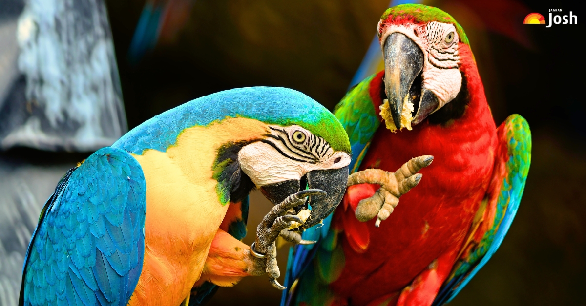 10 Bird Species With Longest Beaks In The World (With Pictures)