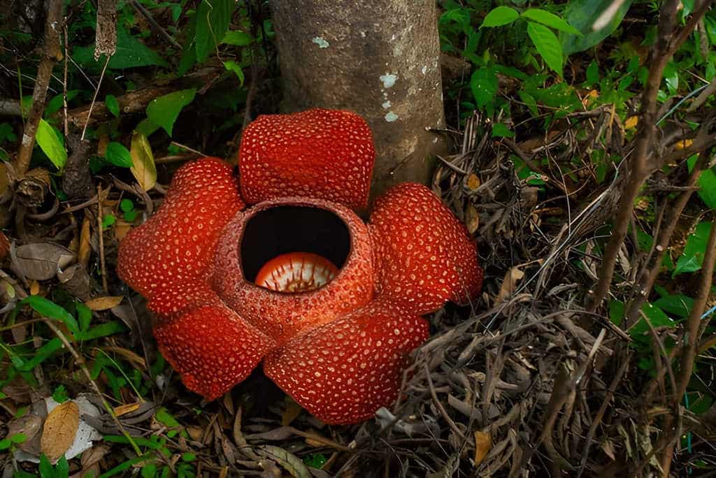 raflessia arnoldii
