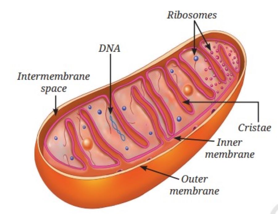 powerhouse of cell-1