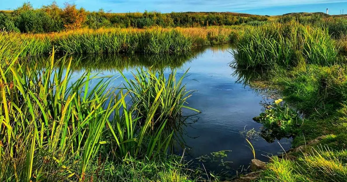 Borjuli Wetland: Assam's Newest Biodiversity Heritage Site for Wild Rice Conservation