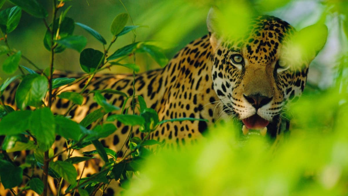 Which Big Cat has the Highest Bite Force?