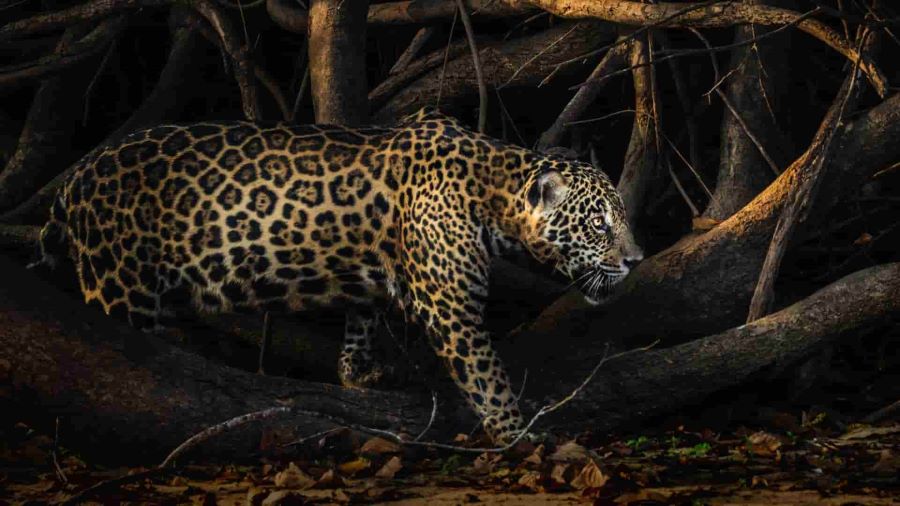 Jaguar