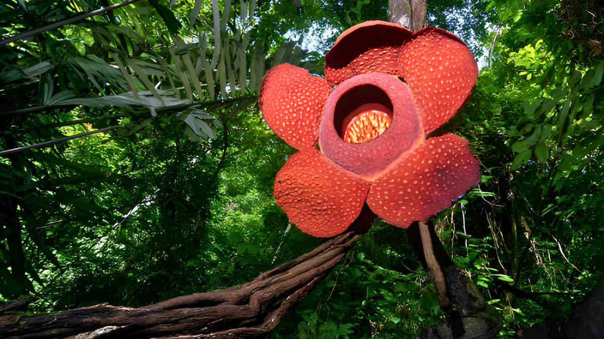 Largest Flower in the World