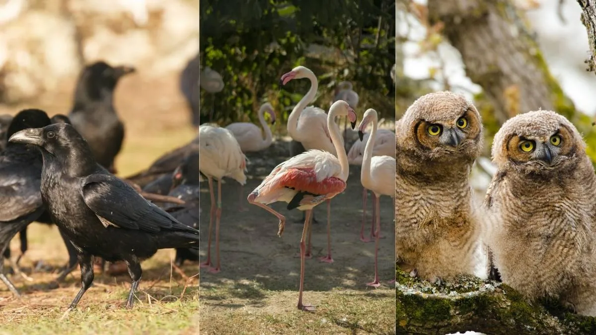 What is a Group of Birds Called? The Unusual Stories Behind a ‘Murder' of Crows, ‘Parliament' of Owls, and More