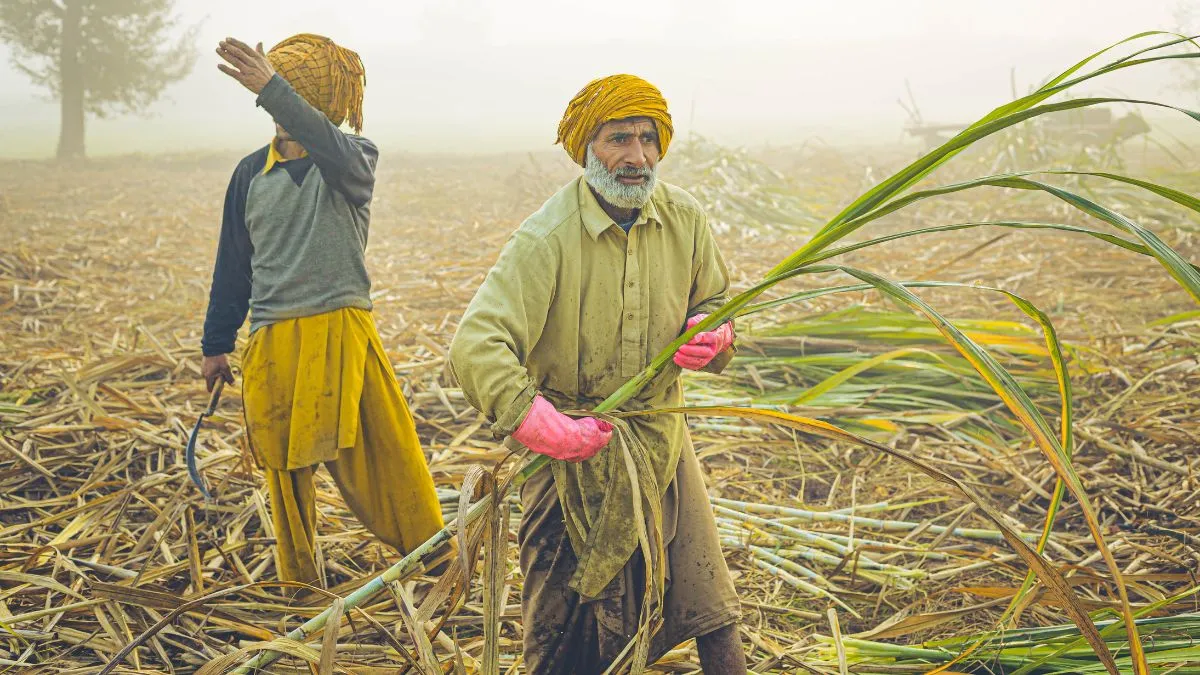 Major Crops in India 2026: State-wise List of Kharif, Rabi and Zaid Crop Seasons and Producing States