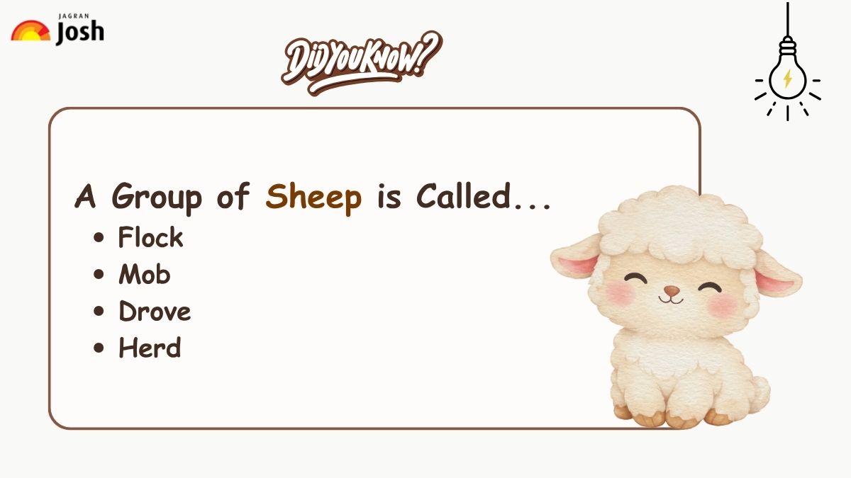 A group of Sheep is called