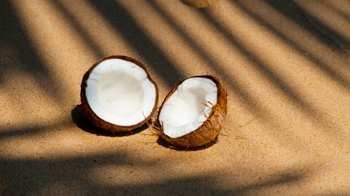 coconut producer