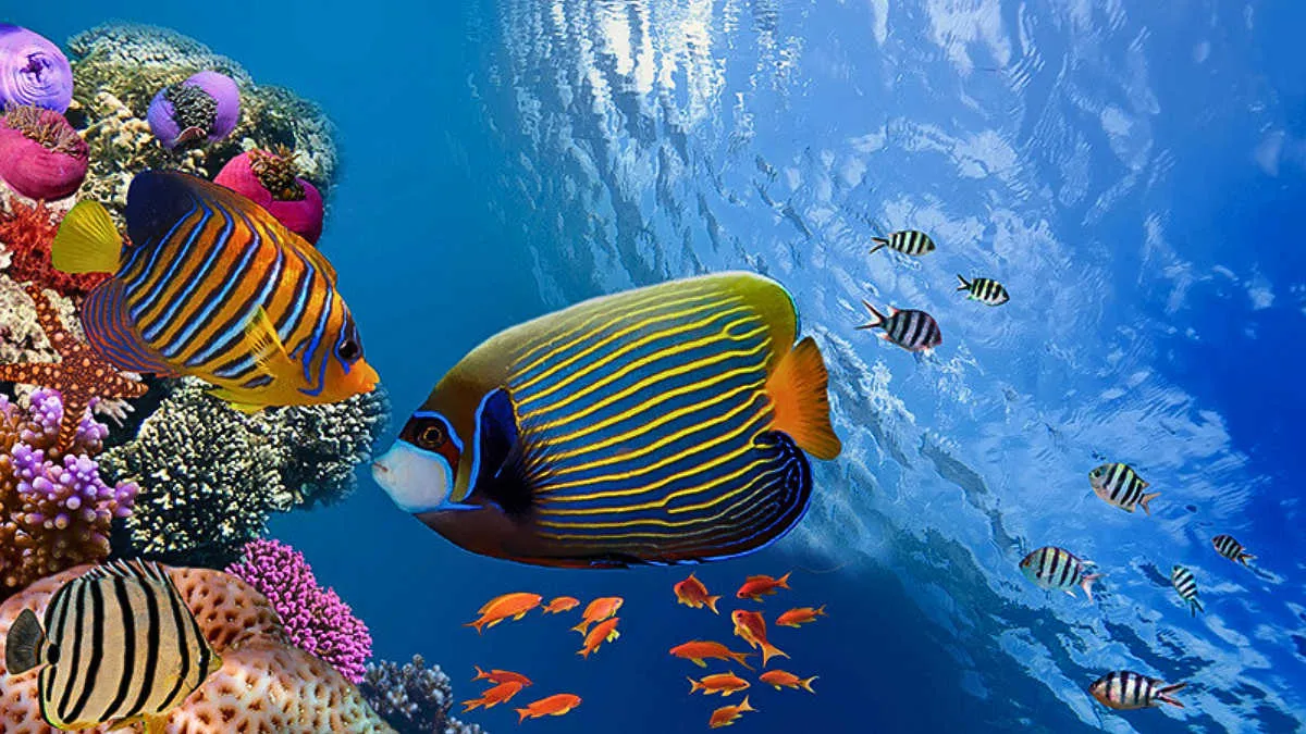 List of 5 Longest Coral Reefs in the World: The First One is 2300 km Long