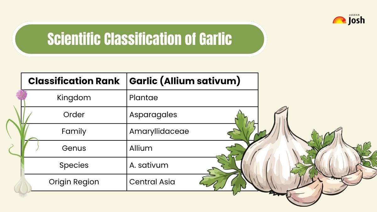 Scientific Classification of Garlic