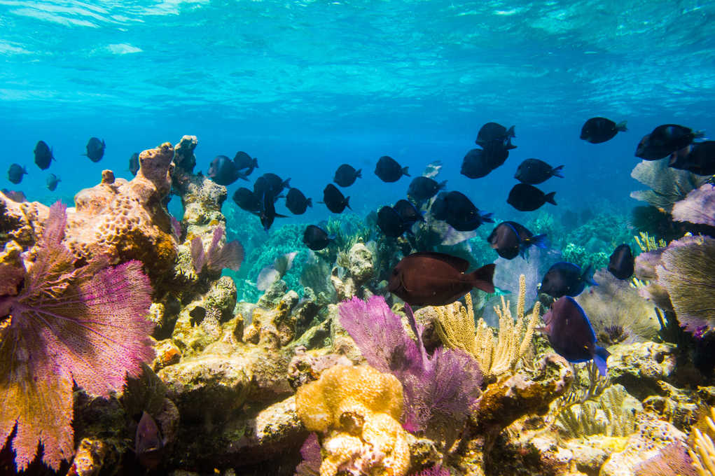 mesoamerican reef system