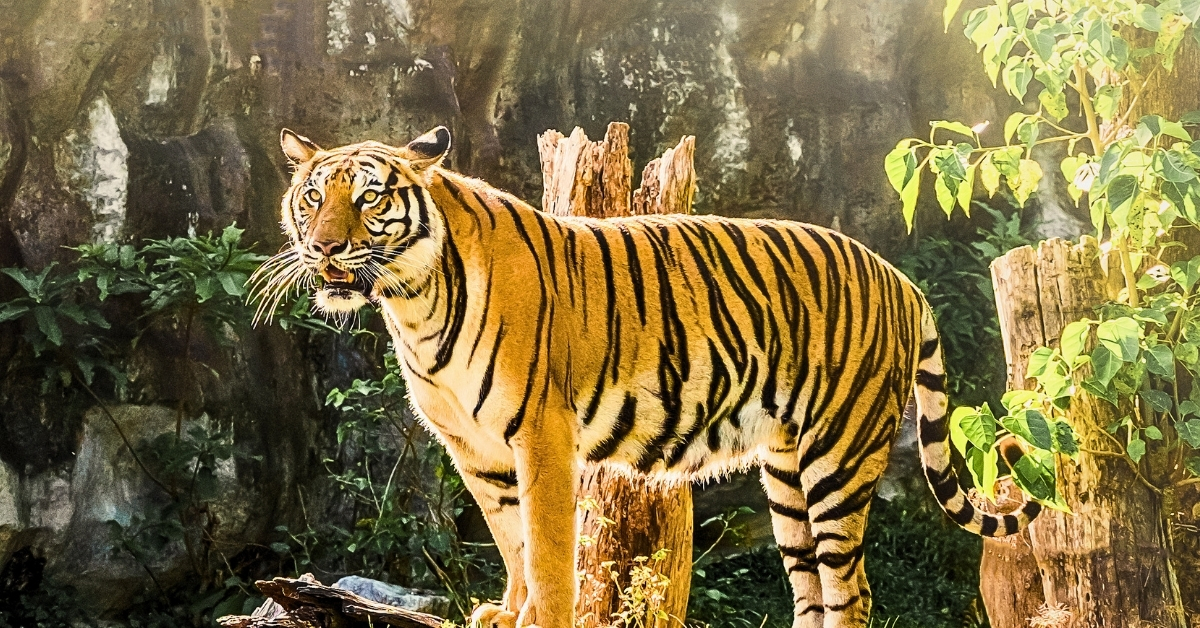 World Tiger Day 2026 (2)