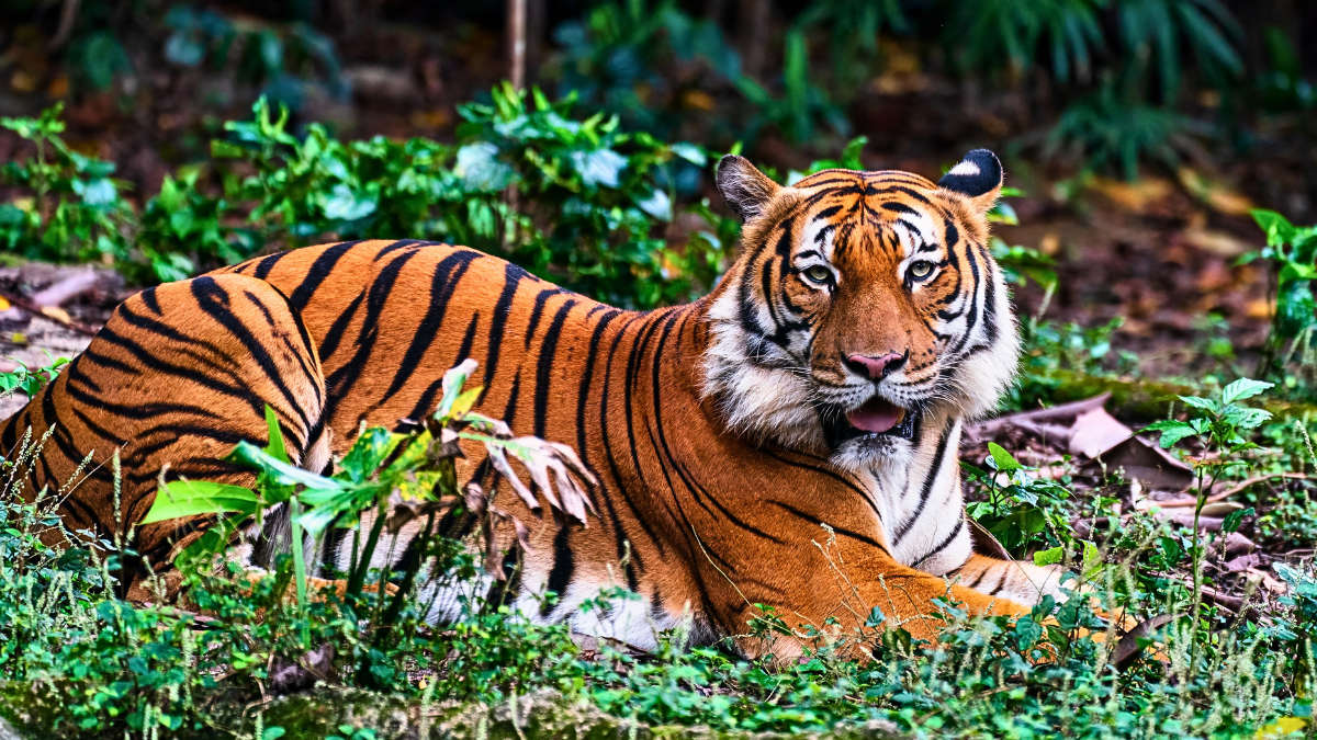 GK Quiz on Tiger