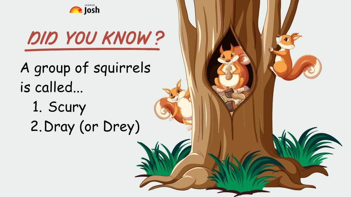 A Group of Squirrels is Called