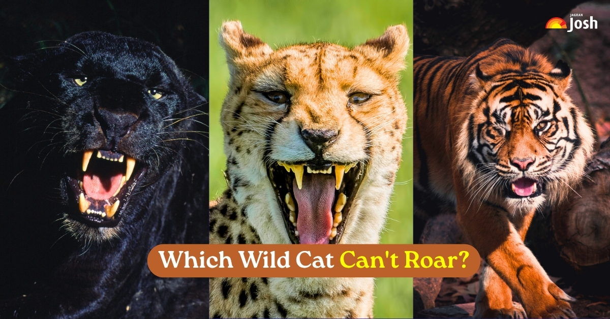Which Is The Only Wild Cat In The World That Can’t Roar?