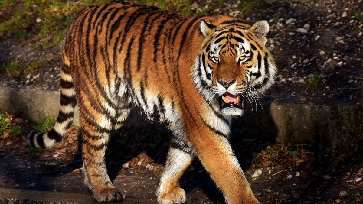 tigers
