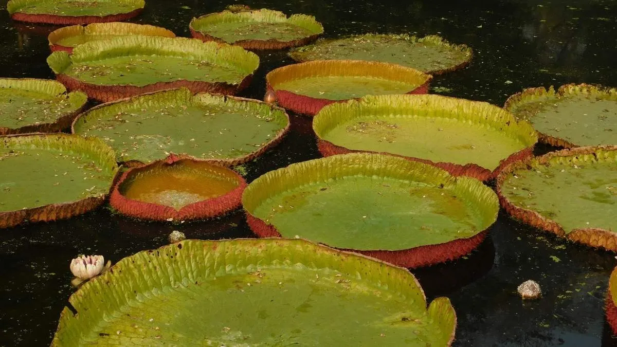 Great Water Lily in Botanical Garden in Kolkata