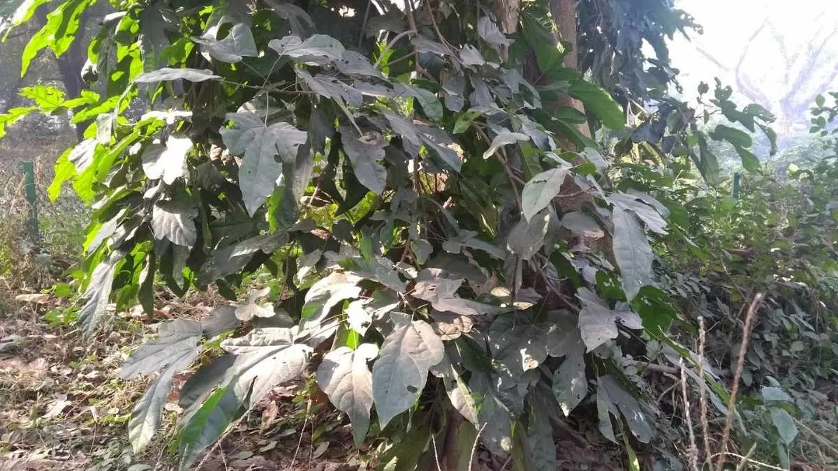 Leaves of Mad Tree