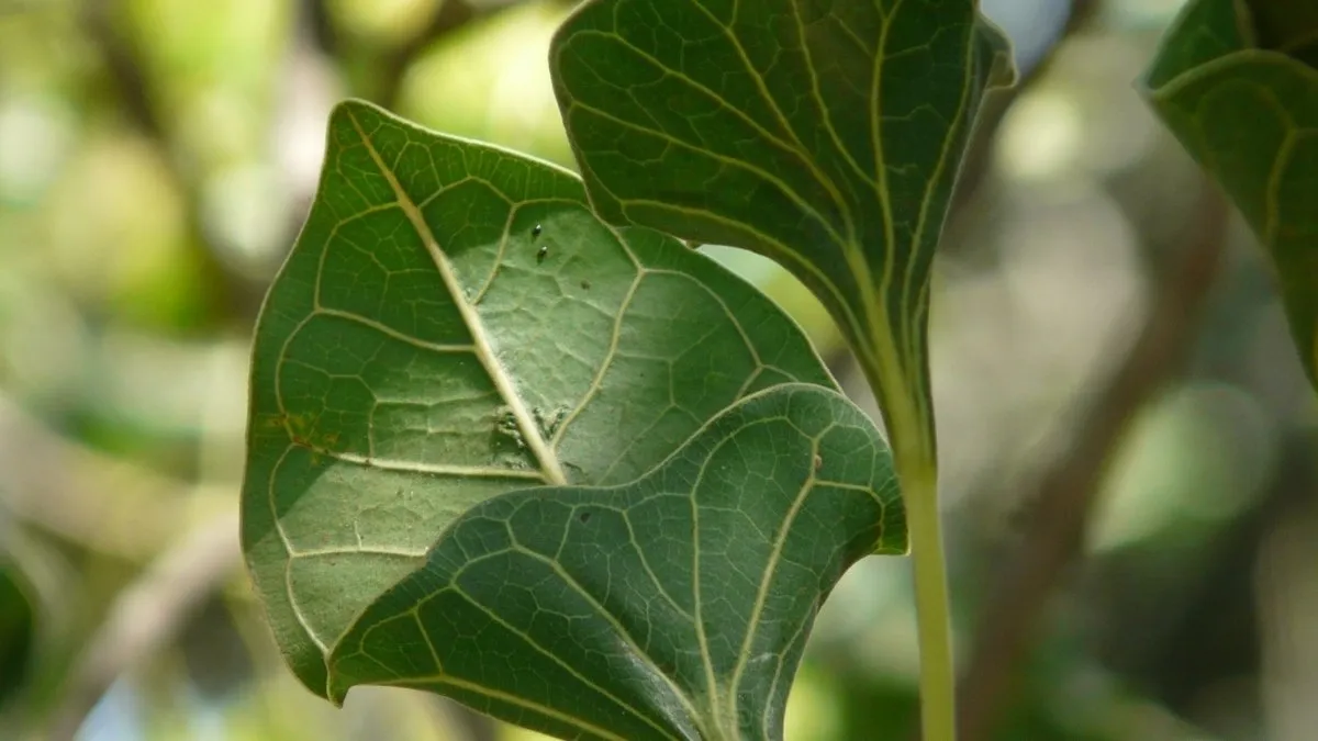 Leaves of a Krishna bot Tree