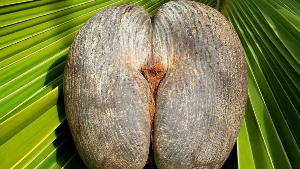 The Giant Seed from Double Coconut Tree 