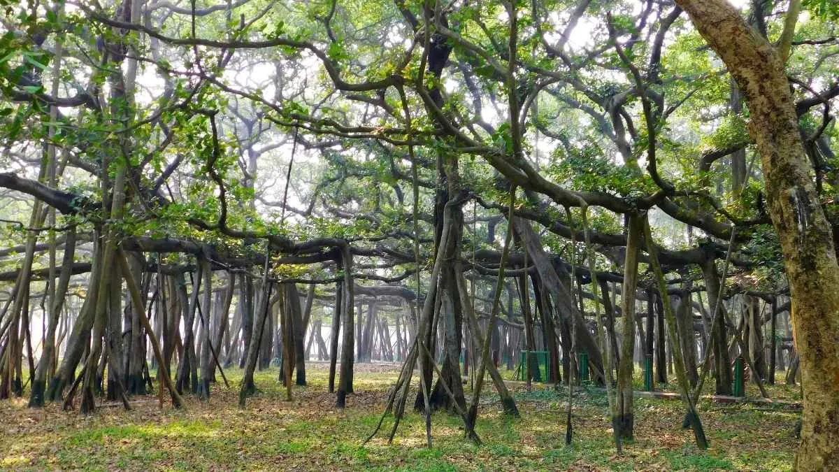 The Great Banyan Tree in Kolkata