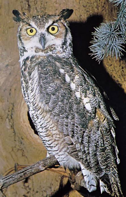 owl