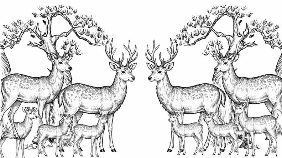 Count the Number of Deer In This Symmetrical Black and White Optical Illusion