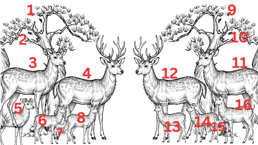 Count the Number of Deer In This Symmetrical Black-and-White Optical Illusion-sol