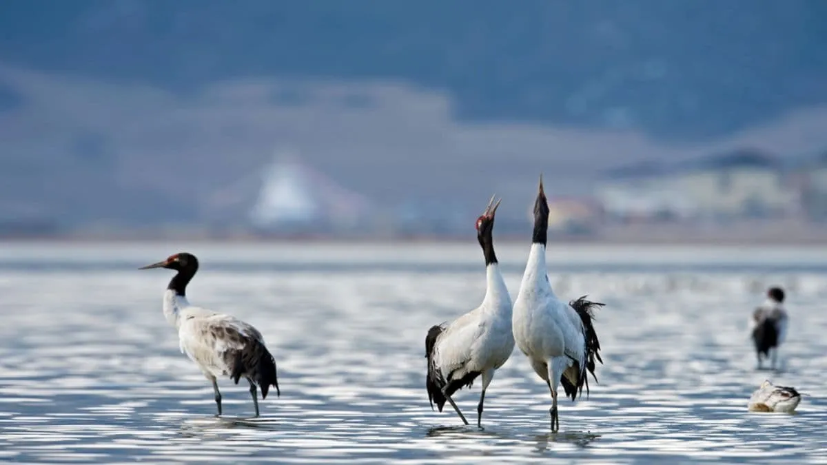 What is the Black-Necked Crane and Why Did Ladakh Launch a Festival to Protect it?