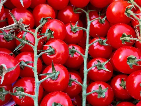 bright cherry cluster tomatoes