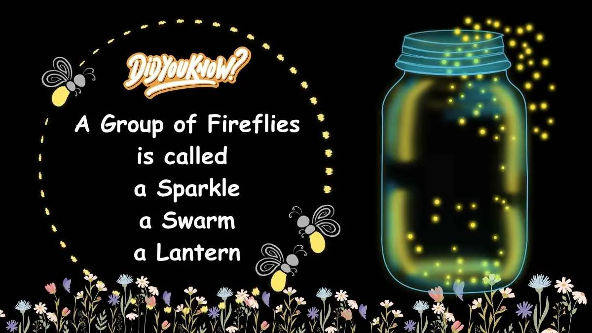 A group of Ladybugs is called (1)