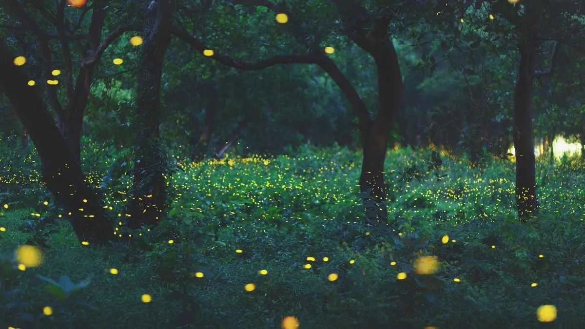 A group of fireflies in forest.