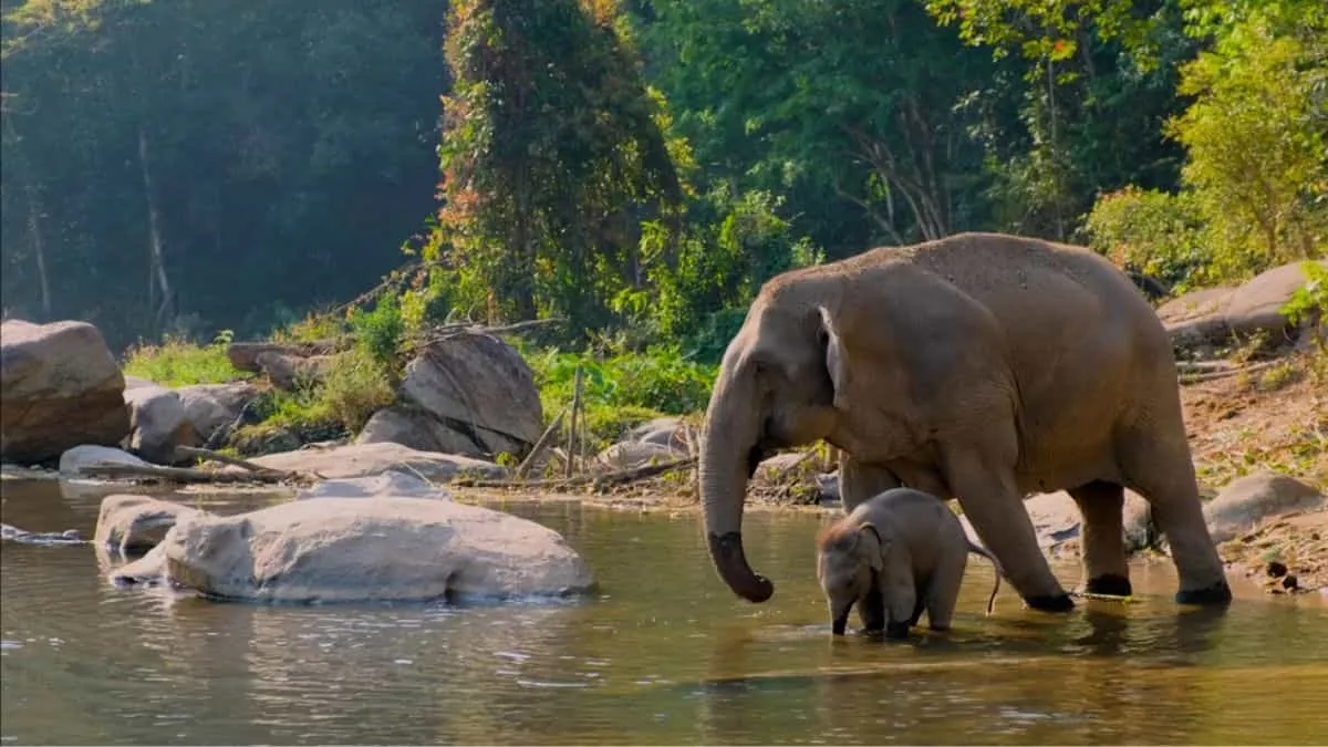 Top 10 Threatened Species in India