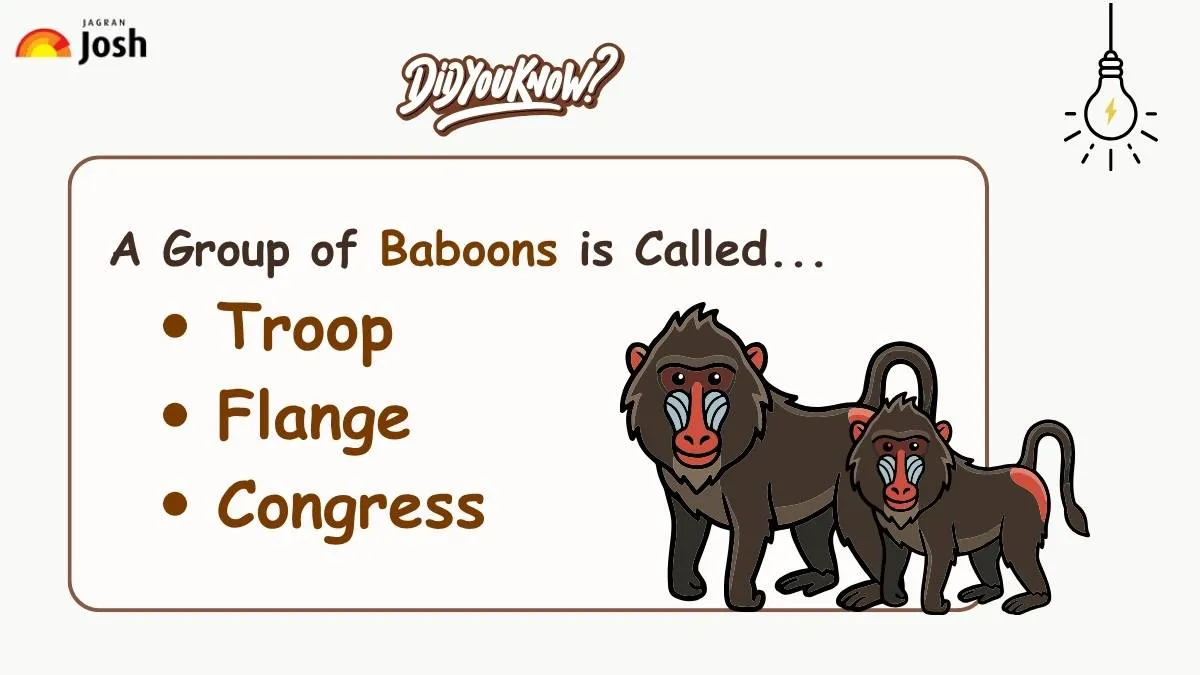 A group of baboons is called