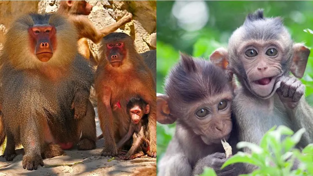 Baboons and Monkeys