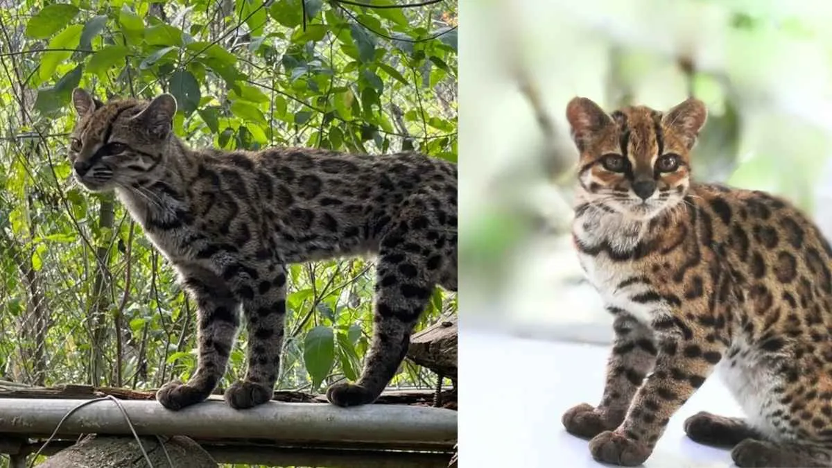 Meet Leopardus Tilcayo The First New Cat Species Identified In 100 Years