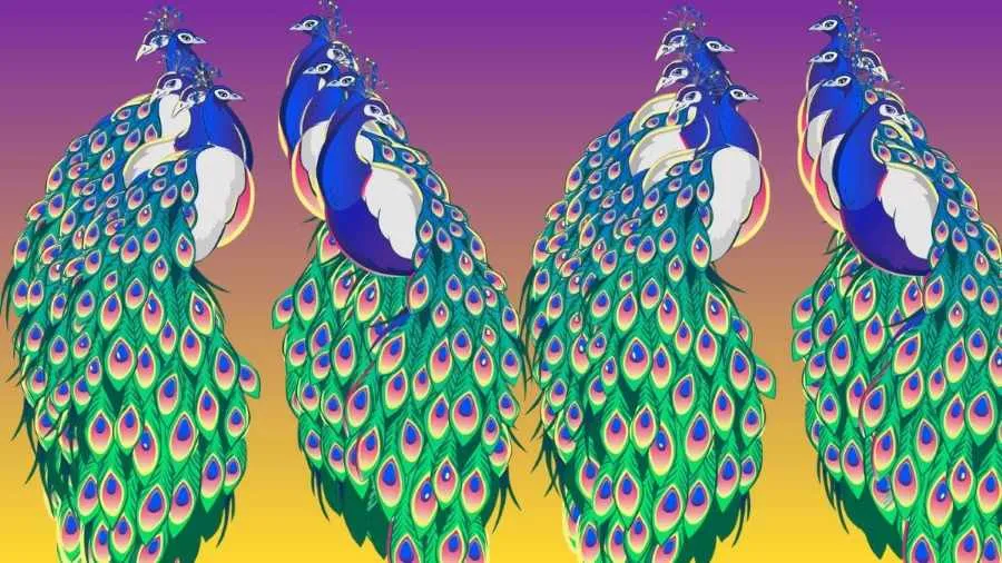 Count the Number of Peacock-que