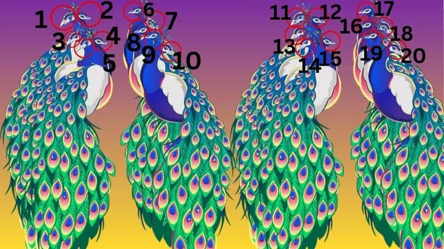 Count the Number of Peacock-sol