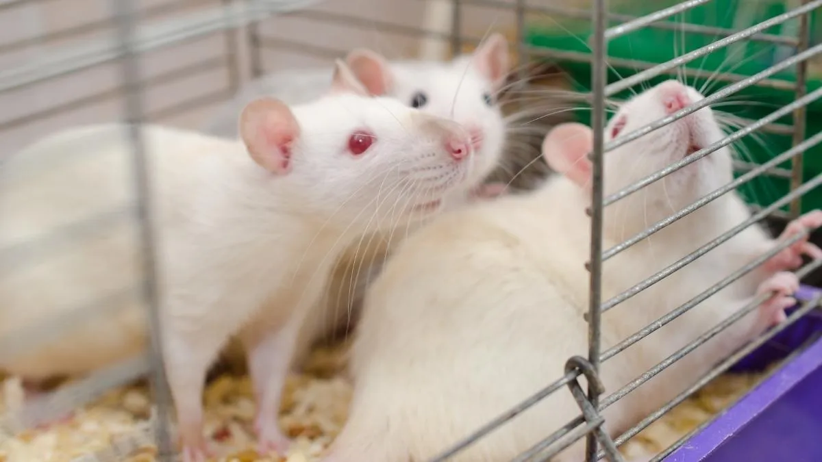 A group of mice