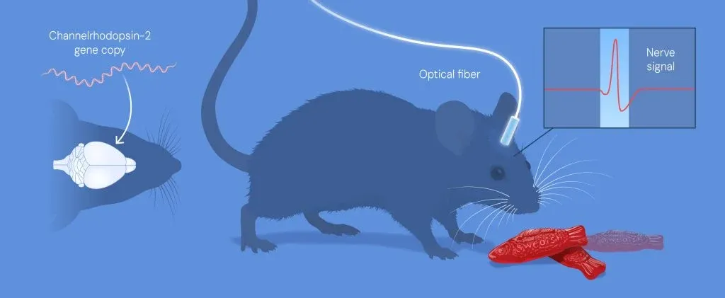 mice experiment