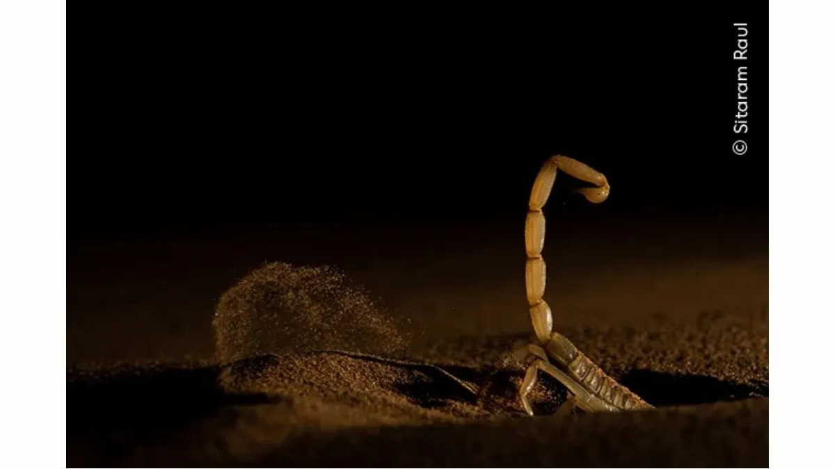 Shifting Sand Wildlife Photographer of the Year 2026