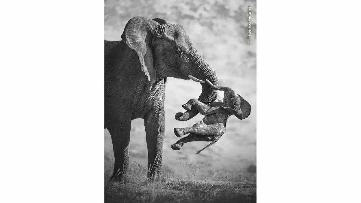 The Aftermath Place Wildlife Photographer of the Year 2026 (1)