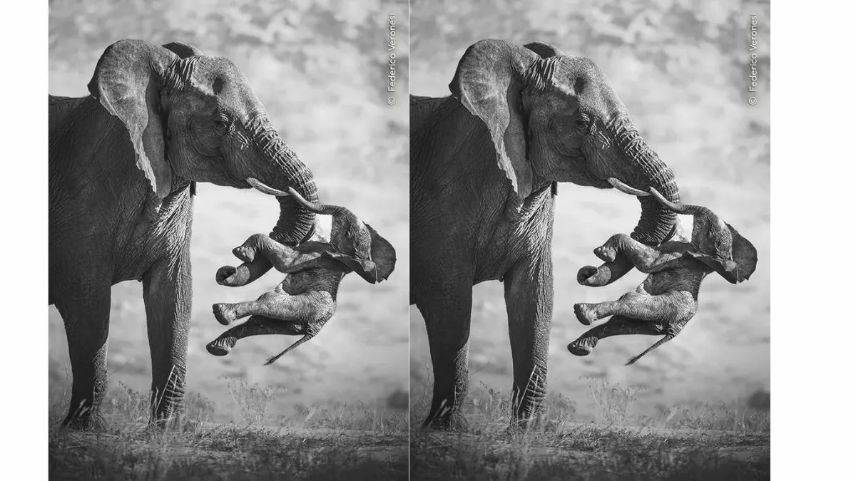 Federico Veronesi becomes the Wildlife Photographer of the Year in 2026 (Image: Natural History Museum Gallery/ Federico Veronesi)