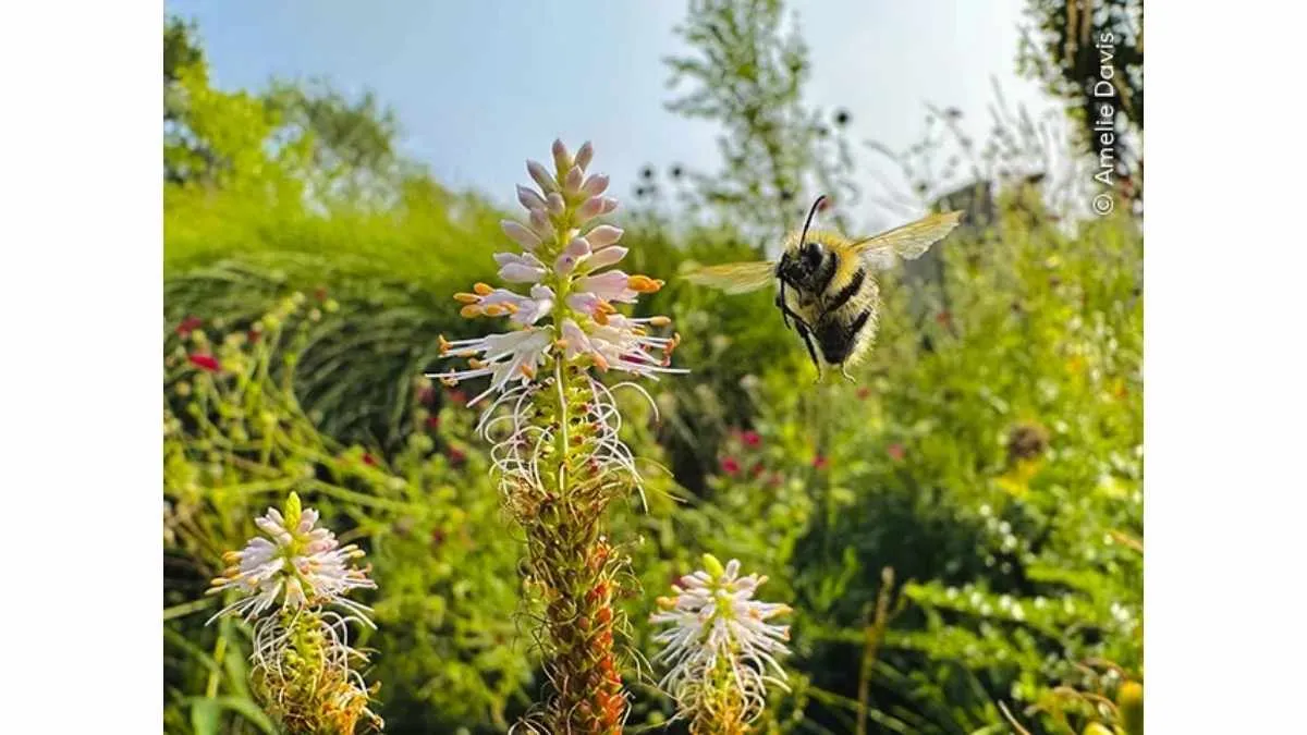 The Flight of Bumble Bee Wildlife Photographer of the Year 2026