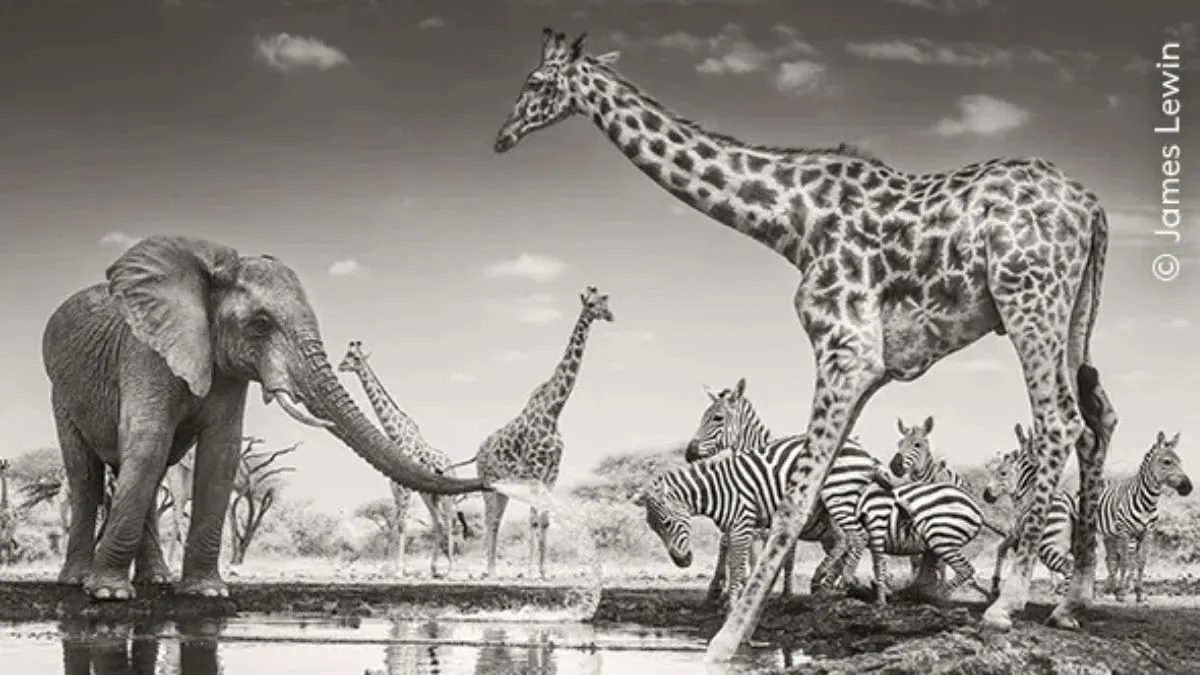 The Meeting Place Wildlife Photographer of the Year 2026